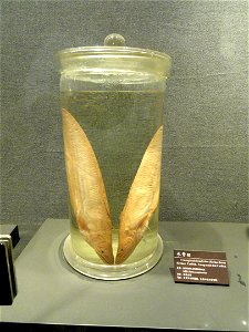 Preserved specimens in the Kunming Natural History Museum of Zoology (昆明动物博物馆), Kunming, Yunnan, China.