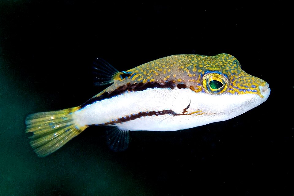 Figure 7; Canthigaster jamestyleri in the PNSAV.