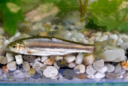 Telestes pleurobipunctatus