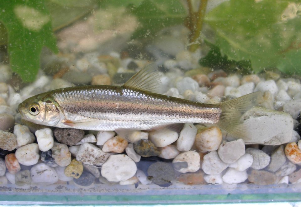 Telestes pleurobipunctatus