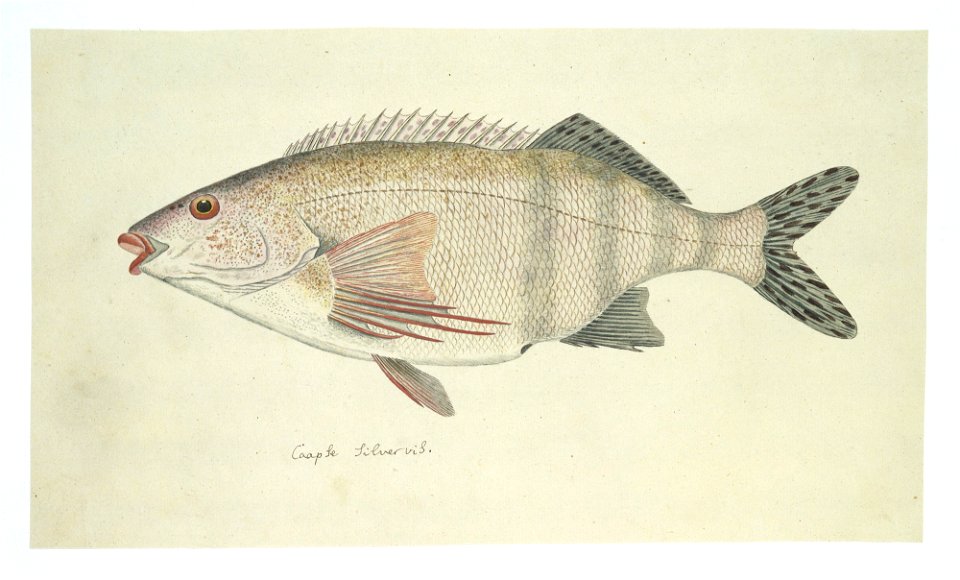IdentificatieTitel(s): Cheilodactylus fasciatus (Rooivingers)Caapse Silvervis (titel op object)Objecttype: tekening dierstudie albumblad Objectnummer: RP-T-1914-17-116Opschriften / Merken: annotatie, 