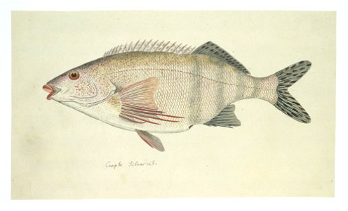 IdentificatieTitel(s): Cheilodactylus fasciatus (Rooivingers)Caapse Silvervis (titel op object)Objecttype: tekening dierstudie albumblad Objectnummer: RP-T-1914-17-116Opschriften / Merken: annotatie, 