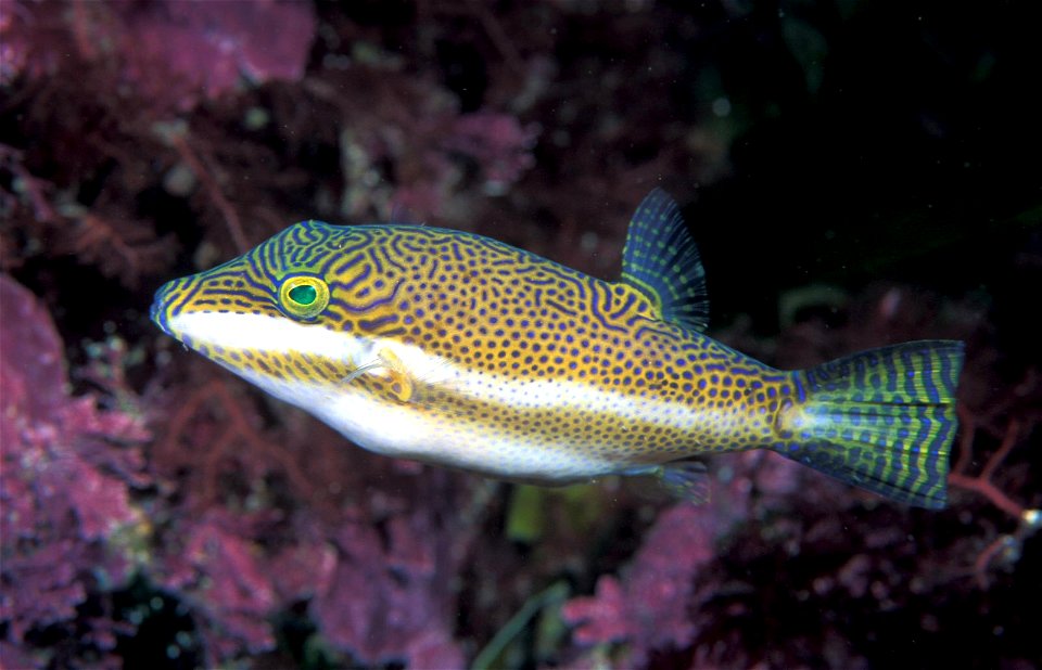 Canthigaster callisterna (Clown toado)