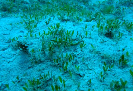 A well-camouflaged pipefish (Sygnathus dawsoni) in a a stand of Halophiladecipiens. photo