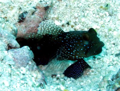 Y-bar shrimp goby (Cryptocentrus fasciatus) Category:Perciformes images photo