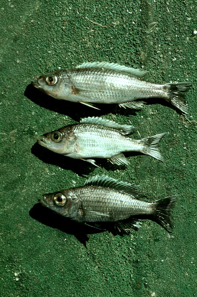 Diplotaxodon species from Lake Malawi. Mature males of Diplotaxodon limnothrissa (top), D. apogon (middle) and D. macrops (bottom) collected from a trawl catch in southern Lake Malawi