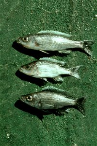 Diplotaxodon species from Lake Malawi. Mature males of Diplotaxodon limnothrissa (top), D. apogon (middle) and D. macrops (bottom) collected from a trawl catch in southern Lake Malawi photo