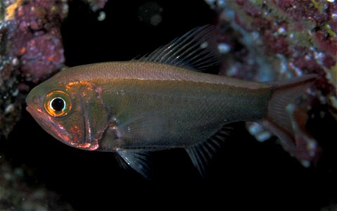 Optivus elongatus (Slender roughy)