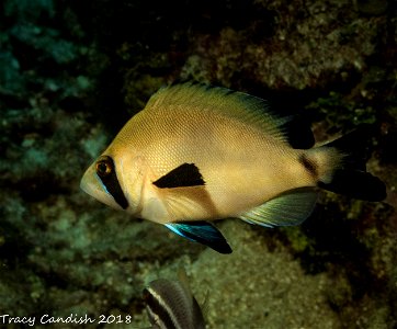 A masked hamlet fish is in front of rocks. The fish has a pale body with black, blue, and yellow fins with a black bar across its eyes. photo