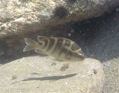 Abudefduf concolor, Puntarenas Province, Costa Rica