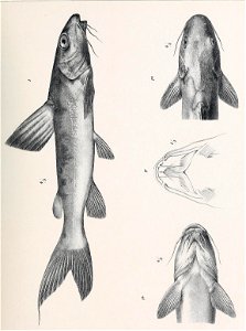 AN illustration of a Gephyroglanis habereri by Franz Steindachner published in Denkschriften der Kaiserlichen Akademie der Wissenschaften / Mathematisch-Naturwissenschaftliche Classe, 1914