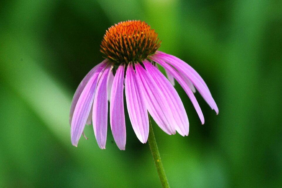 Spring blossom echinacea