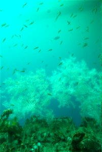 School of small fish (Yellow-and-black triplefin) above black coral photo