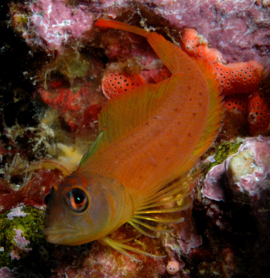 Notoclinops yaldwyni (Yaldwyns triplefin)