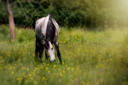 Meadow eat coupling