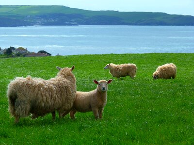 Sea sheep grazing photo
