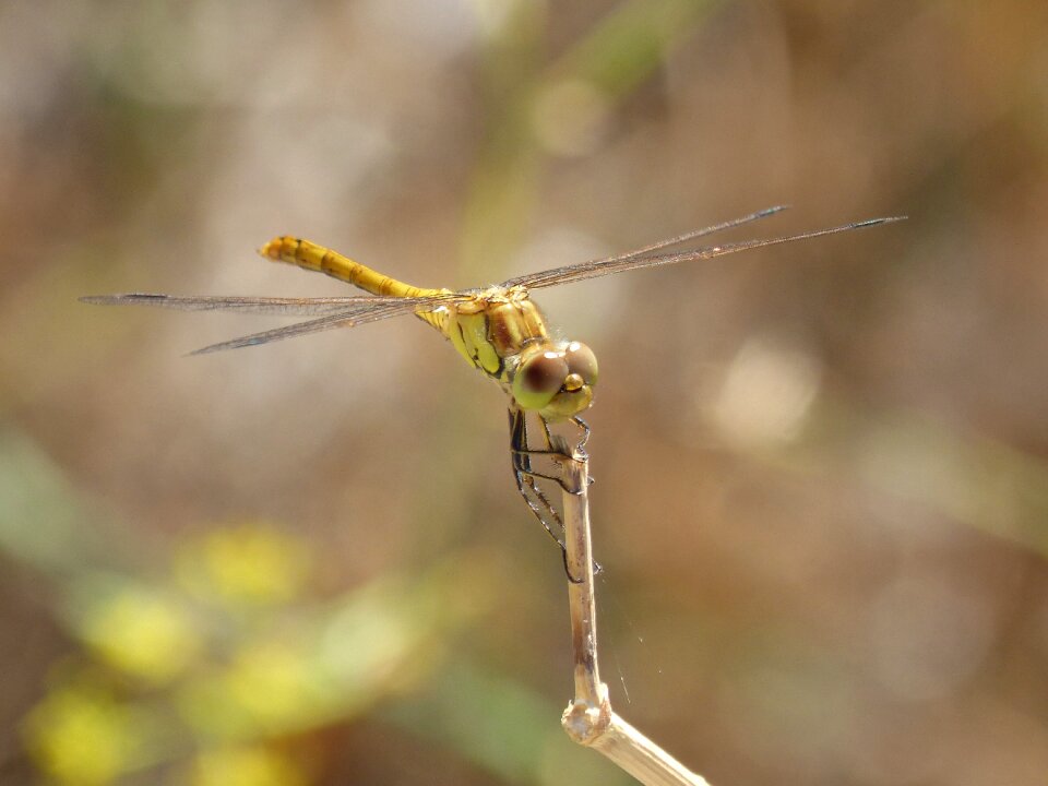 Winged insect cordulegaster boltonii branch