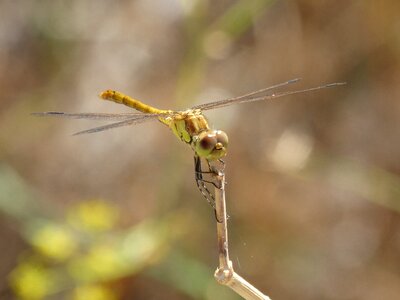 Winged insect cordulegaster boltonii branch
