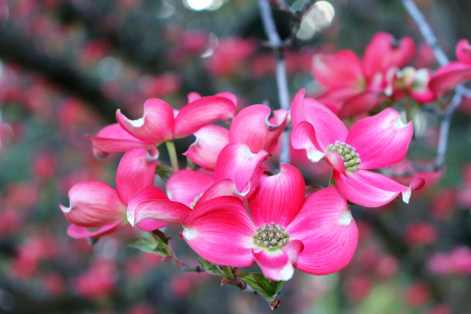 Garden petal blooming
