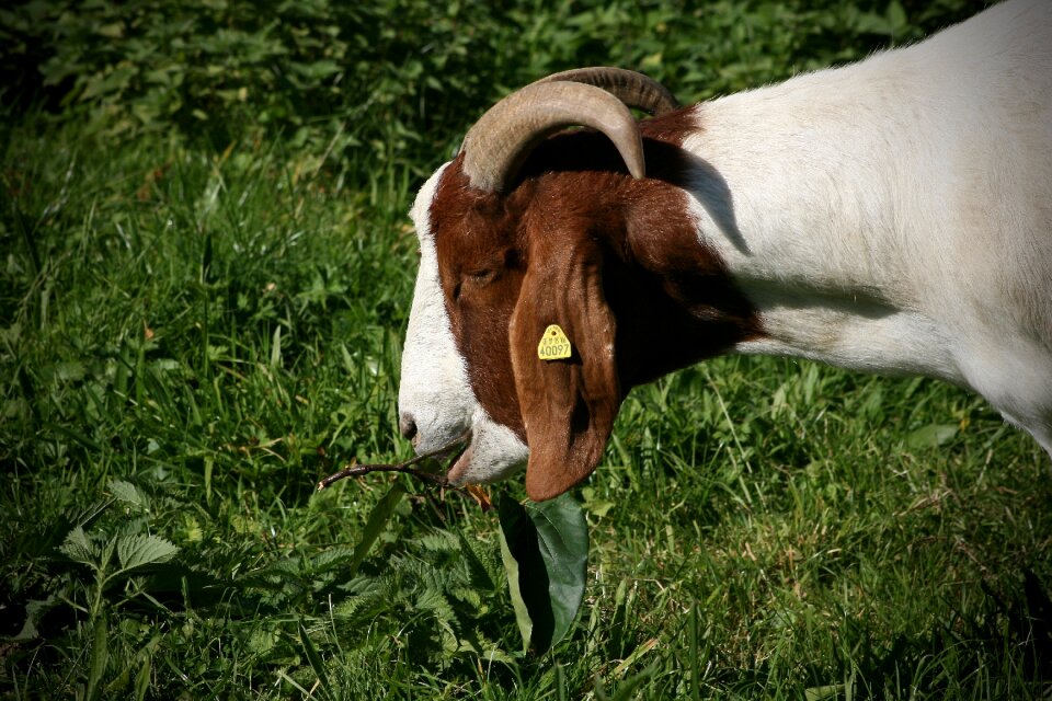 Livestock horns domestic goat photo