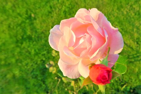 Gulpembe pink roses flower photo