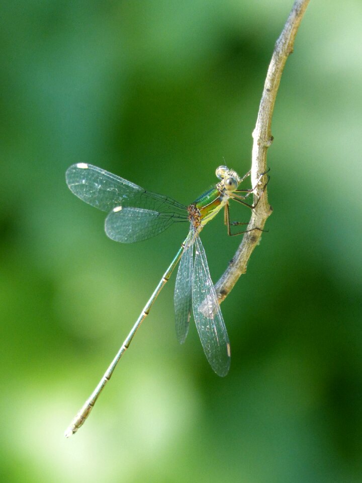 Flying insect branch greenery