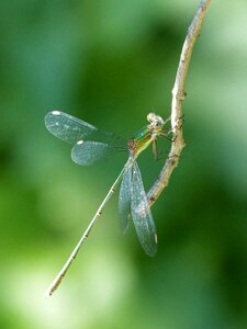 Flying insect branch greenery photo