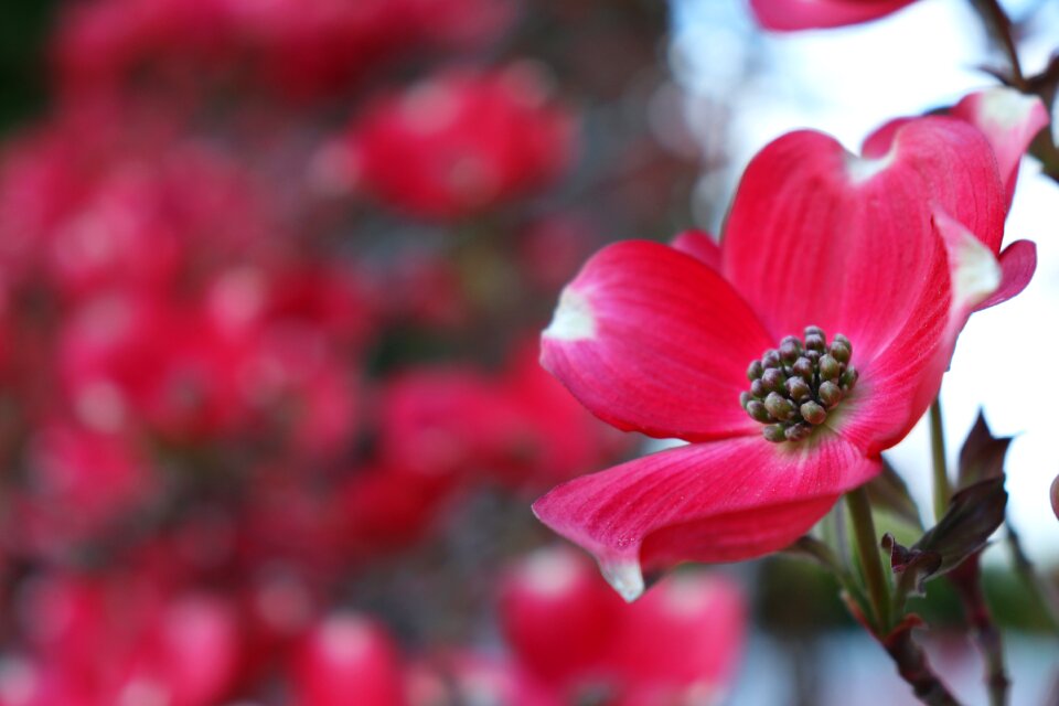Flora outdoors blooming
