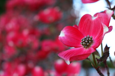Flora outdoors blooming
