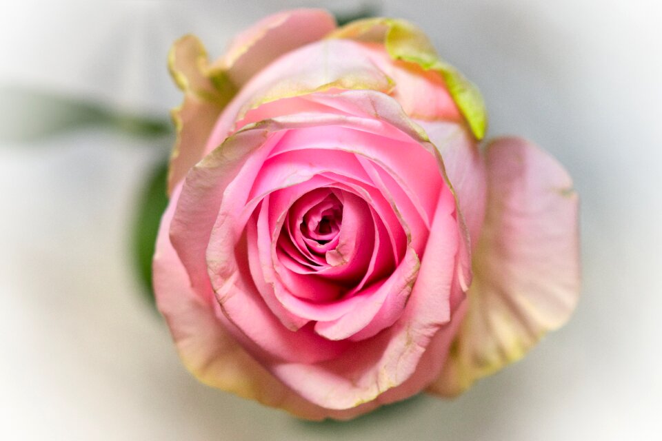 Greeting card flowers love
