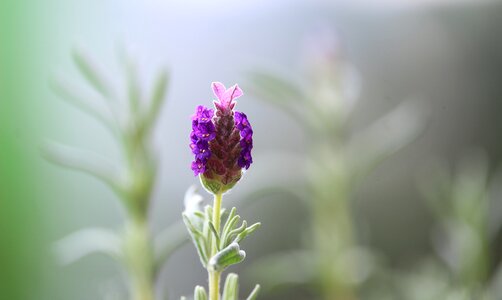 Nature spring colors photo