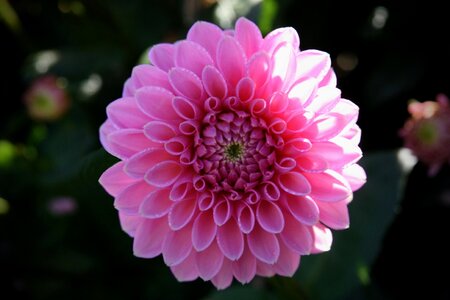 Pink bloom petals