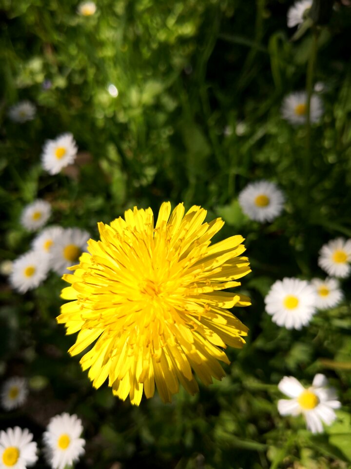 Flowers merry nature