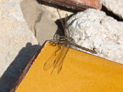 Beauty detail winged insect photo