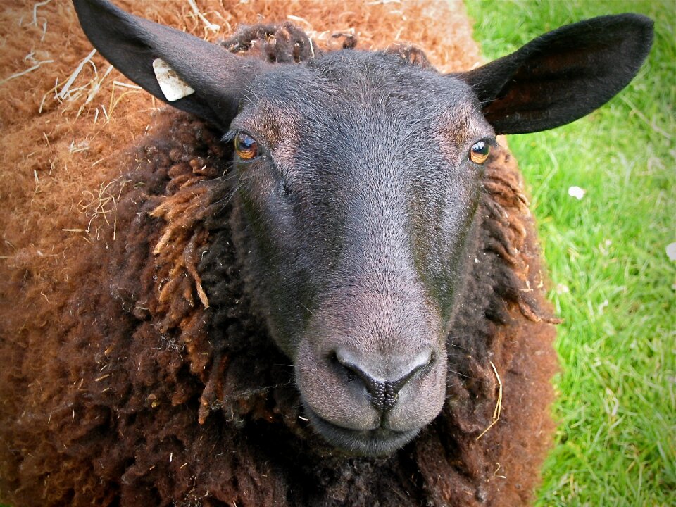 Pet livestock sheepshead