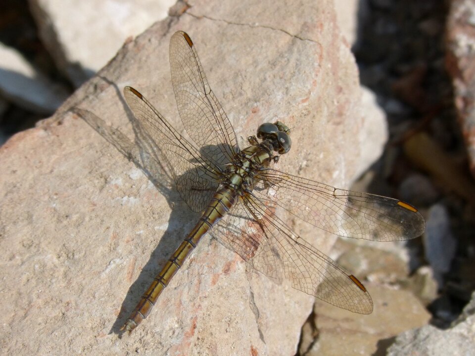 Detail winged insect rock