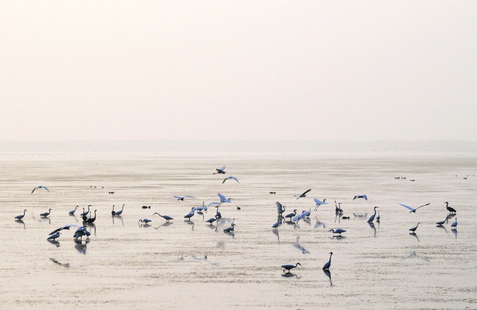 Lake egret migratory birds