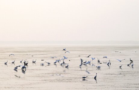 Lake egret migratory birds