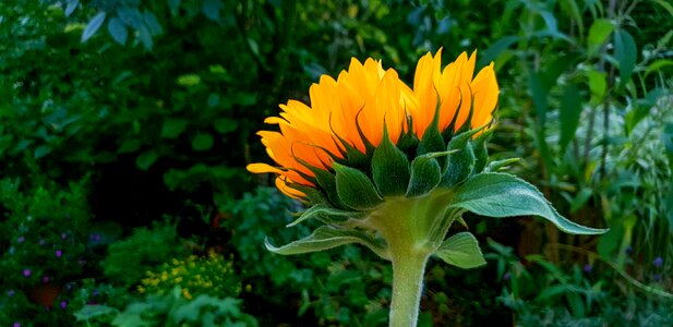 Flower yellow leaf photo