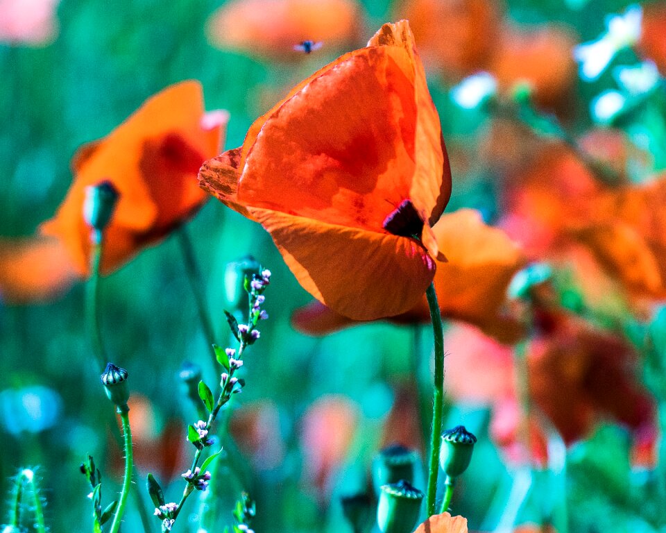 Field of poppies poppy flower mohngewaechs photo