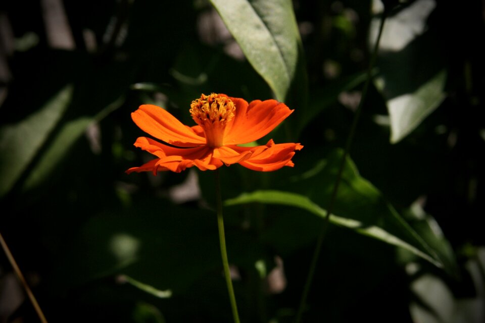 Pointed flower orange petals