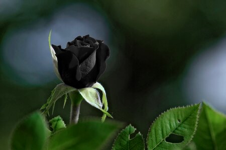 Black nature plant