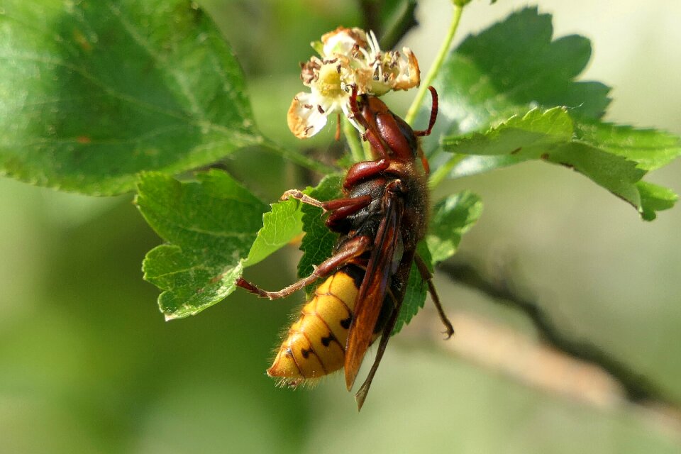 Hornet insect macro