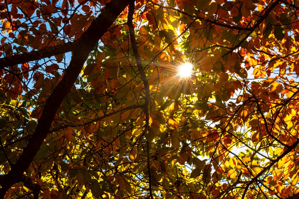 Sunrays nature tree