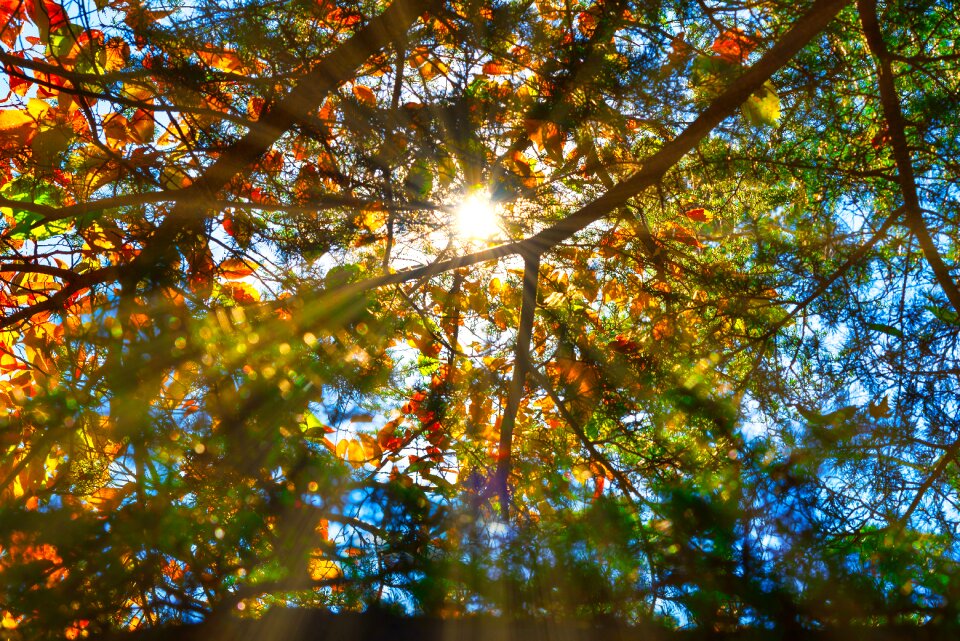 Tree nature leaves
