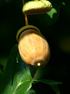 Fall leaf oak