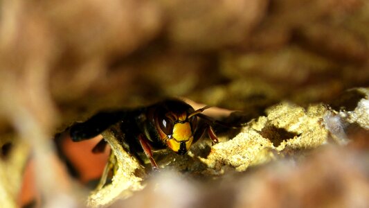 Hornissennest hornets guard