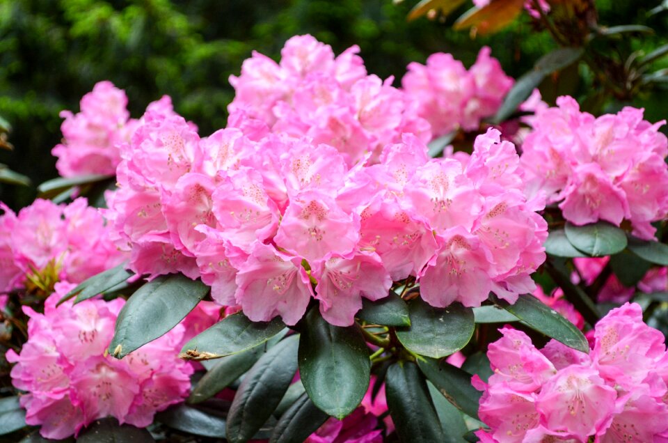 Nature leaf rhododendron