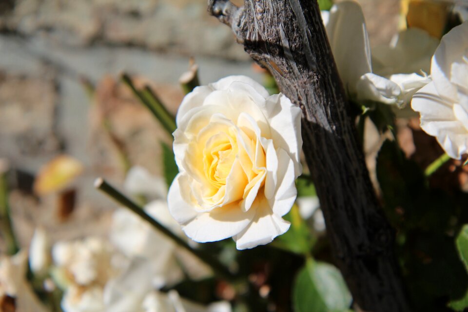 White rose climbing rose pink