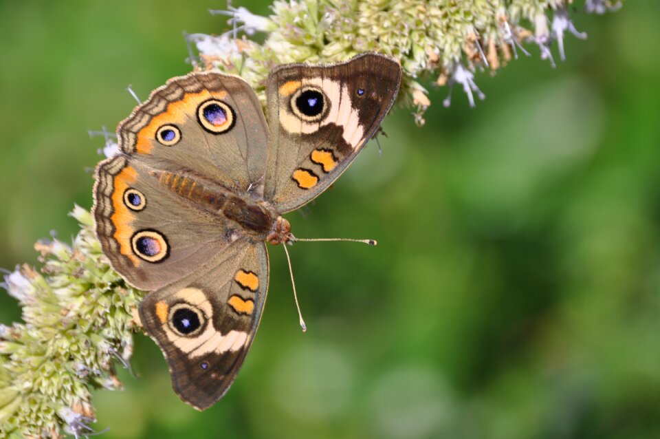 Brown purple moth